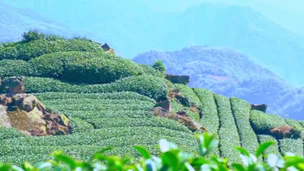 Mavi Gökyüzü Bulutlu Güzel Yeşil Çay Tarlaları Sahnesi Taze Çay — Stok video