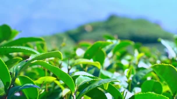 Schöner Grüner Tee Ernte Garten Reihen Szene Mit Blauem Himmel — Stockvideo