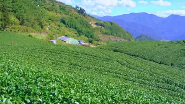 Mavi Gökyüzü Bulutlu Güzel Yeşil Çay Tarlaları Sahnesi Taze Çay — Stok video