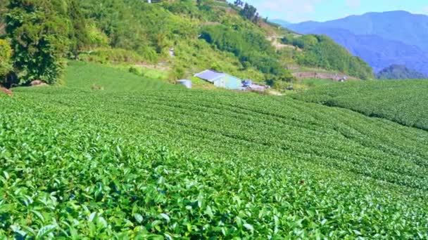 青い空と雲の美しい緑の茶作物の庭の行のシーン 新鮮な茶製品の背景のためのデザインコンセプト コピースペース — ストック動画