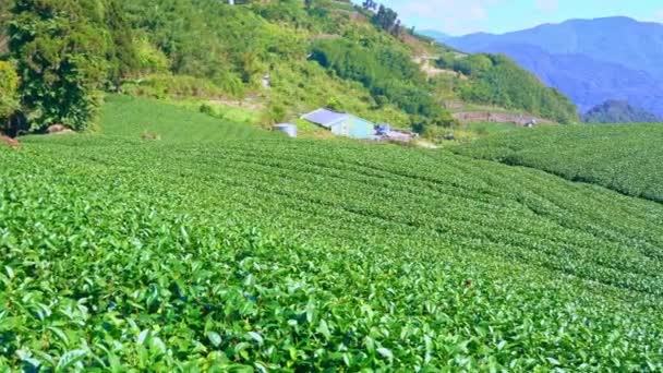 Hermosa Escena Filas Jardín Cultivo Verde Con Cielo Azul Nube — Vídeos de Stock