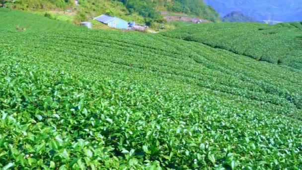 青い空と雲の美しい緑の茶作物の庭の行のシーン 新鮮な茶製品の背景のためのデザインコンセプト コピースペース — ストック動画