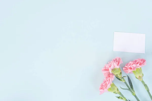 Hermosa, elegante flor de clavel rosa sobre fondo de tabla azul claro brillante, concepto de regalo de flor del día de la madre, vista superior, posición plana, gastos generales — Foto de Stock