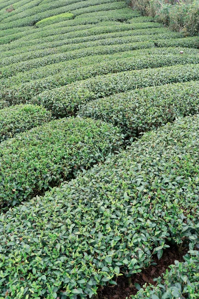 Mavi gökyüzü ve bulutlu güzel yeşil çay tarlaları sahnesi, taze çay ürünü arka planı için tasarım konsepti, kopyalama alanı. — Stok fotoğraf