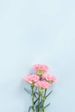 Güzel, zarif pembe karanfil çiçeği açık mavi masa arkaplanı üzerinde, Anneler Günü çiçek konsepti, üst manzara, düz yer, genel giderler.