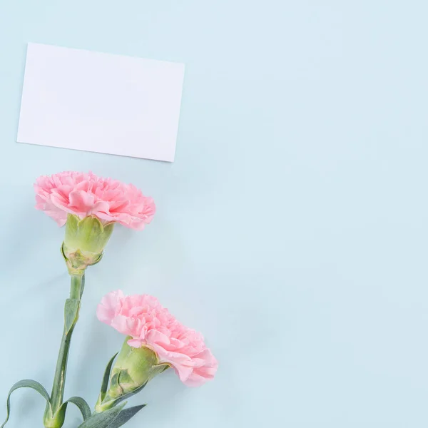 Beautiful, elegant pink carnation flower over bright light blue table background, concept of Mother\'s Day flower gift, top view, flat lay, overhead