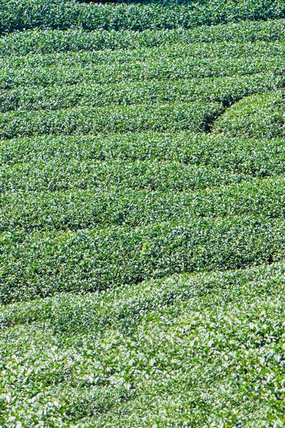 Beautiful green tea crop garden rows scene with blue sky and cloud, design concept for the fresh tea product background, copy space.