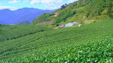 Mavi gökyüzü ve bulutlu güzel yeşil çay tarlaları sahnesi, Taze çay ürünü arka planı için tasarım konsepti, 4k, yaşam tarzı.