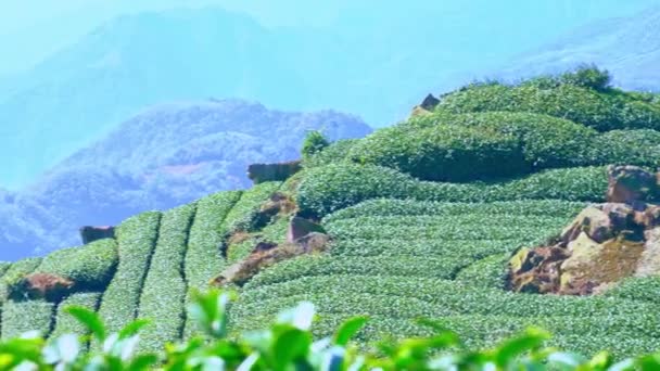 Hermosa Escena Filas Jardín Cultivos Verde Con Cielo Azul Nube — Vídeos de Stock