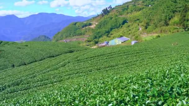 Schönen Grünen Tee Ernte Garten Reihen Szene Mit Blauem Himmel — Stockvideo