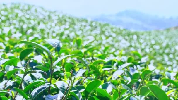 Schönen Grünen Tee Ernte Garten Reihen Szene Mit Blauem Himmel — Stockvideo