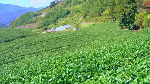 Schönen Grünen Tee Ernte Garten Reihen Szene Mit Blauem Himmel — Stockvideo