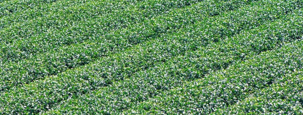 Beautiful green tea crop garden rows scene with blue sky and cloud, design concept for the fresh tea product background, copy space. — Stock Photo, Image