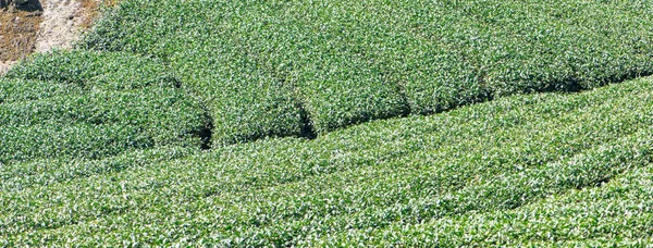 Beautiful green tea crop garden rows scene with blue sky and cloud, design concept for the fresh tea product background, copy space.