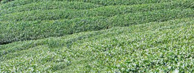 Mavi gökyüzü ve bulutlu güzel yeşil çay tarlaları sahnesi, taze çay ürünü arka planı için tasarım konsepti, kopyalama alanı.
