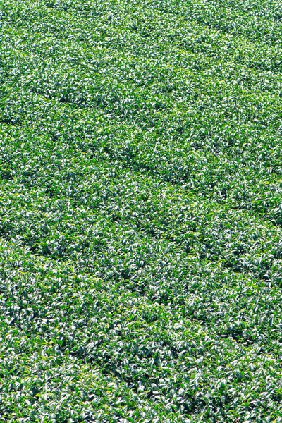 Beautiful green tea crop garden rows scene with blue sky and cloud, design concept for the fresh tea product background, copy space.