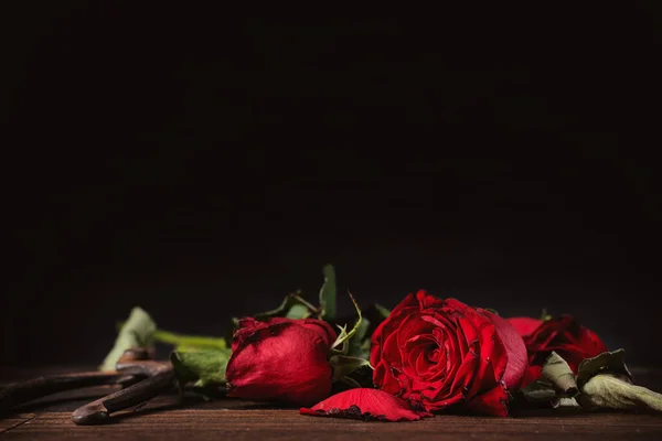 Withered rose on dark gray background and wooden table with fall petals and leaves, design concept of sad Valentine\'s day romance, broken up, copy,space.