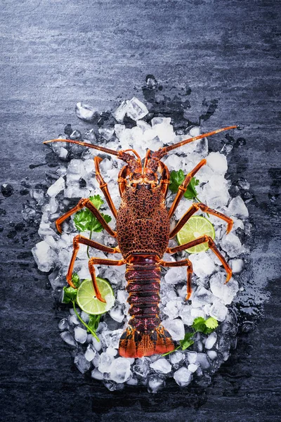 Raw fresh Cape rock lobster, West Coast rock lobster, Jasus lalandii on a dark slate background with cold ice cubes, top view, flat lay, overhead shot.