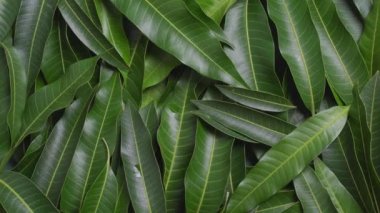 Bir kadın yeşil yapraklı mango servis ediyor. Tropikal yaz taze meyve hasadı tasarımı konsepti. Yakın plan, 4k..