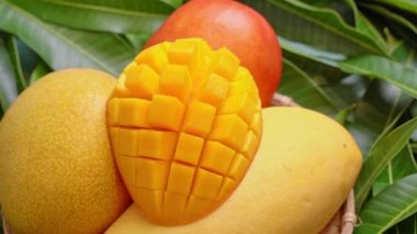 Bir kadın yeşil yapraklı mango servis ediyor. Tropikal yaz taze meyve hasadı tasarımı konsepti. Yakın plan, 4k..