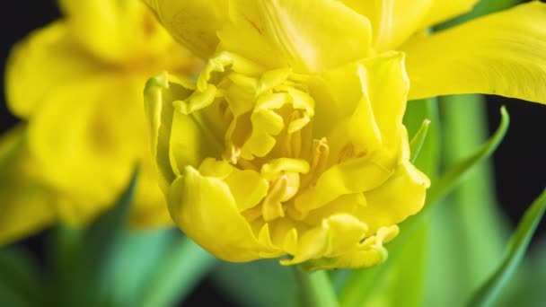 Tulipas Timelapse Flor Tulipa Amarela Florescendo Isolado Fundo Preto Cacho — Vídeo de Stock