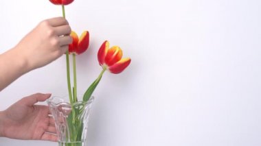 Dişi çiçekçi, cam bir vazoya taze lale çiçeği koyar ve evde çiçek aranjmanı yapar. Beyaz, sade arka planda anneler günü dekorasyon konsepti, 4K UHD video çekimi.