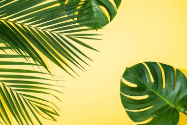 Tropikal yapraklar, palmiye yaprakları, parlak sarı arka planda izole edilmiş canavar yaprakları, üst manzara, düz yatış, yaz tasarımı konsepti.