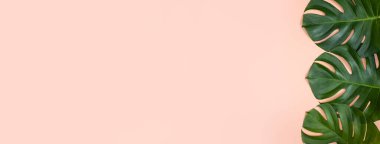 Güzel tropikal palmiye yaprakları, parlak pembe arka planda izole edilmiş, üst görünümde, düz yerde, yaz güzelliği boş tasarım konseptinin üzerinde.