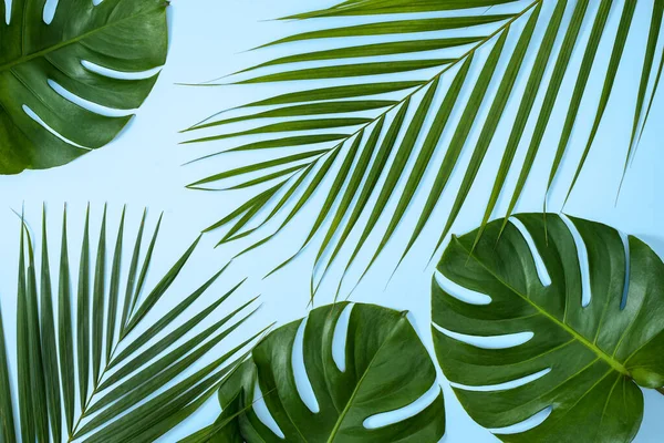 美丽的热带棕榈叶分枝隔离在明亮的蓝色背景 顶部视图 平坦的布局 头顶上夏季美丽的空白设计概念 — 图库照片