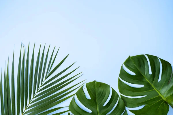 Belle Branche Feuilles Monstère Tropicale Palmier Isolée Sur Fond Bleu — Photo