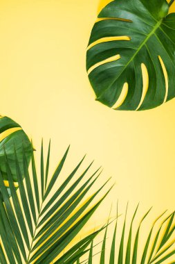 Güzel tropikal palmiye yaprakları, parlak sarı arka planda izole edilmiş, üst manzara, düz uzanma, yaz güzelliği boş tasarım konseptinin üzerinde.