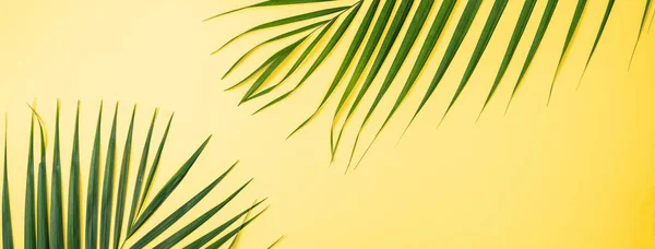 Beautiful tropical palm monstera leaves branch isolated on bright yellow background, top view, flat lay, overhead above summer beauty blank design concept.