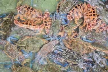 Çiçek Yengeç, mavi yengeç, mavi yüzücü Yengeç, mavi kudret helvası Yengeç, kum