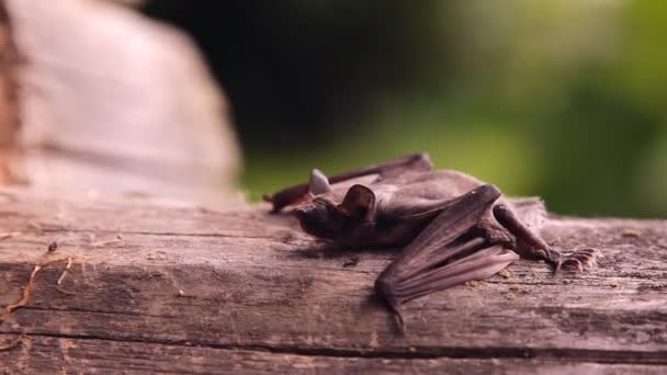 Morcego Natureza Vídeo De Stock