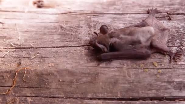 Bir Yarasa Doğada Gündüz Uyumak — Stok video