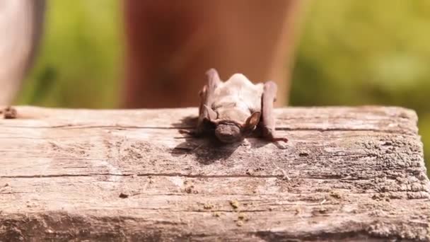 Летучая Мышь Природе — стоковое видео