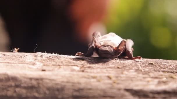 Murciélago Naturaleza — Vídeos de Stock
