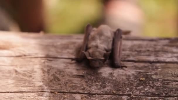 Eine Fledermaus Der Natur — Stockvideo