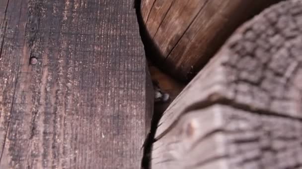 Murciélago Naturaleza Durmiendo Durante Día — Vídeo de stock