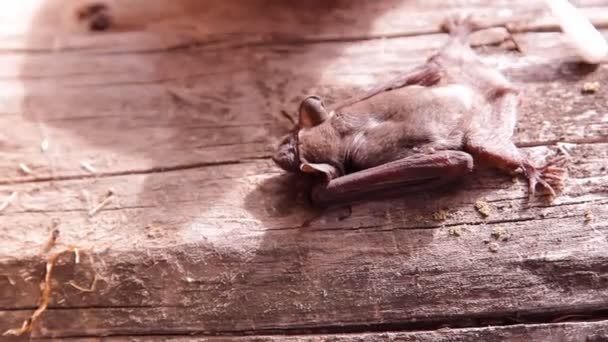 Eine Fledermaus Der Natur — Stockvideo