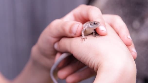 Eine Fledermaus Der Natur — Stockvideo