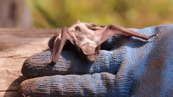 Eine Fledermaus Der Natur — Stockvideo