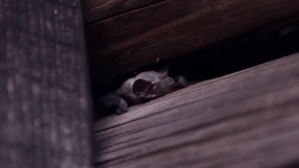 Murciélago Naturaleza — Vídeo de stock