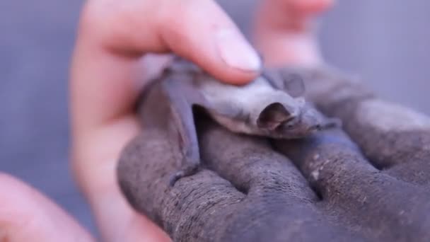 Eine Fledermaus Der Natur — Stockvideo