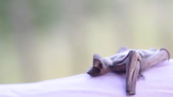 Une Chauve Souris Dans Nature — Video