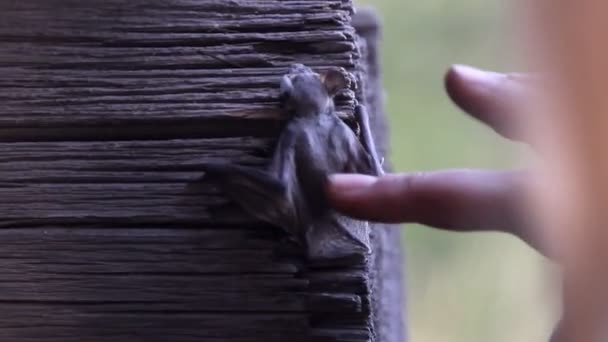 Eine Fledermaus Der Natur — Stockvideo