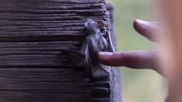 une chauve-souris dans la nature 