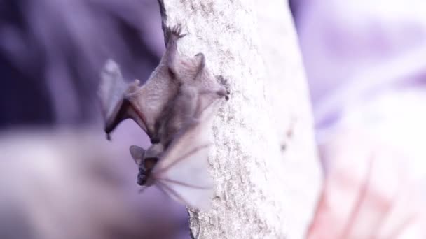 自然界中的蝙蝠 — 图库视频影像