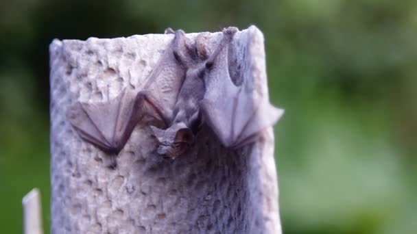 Morcego Natureza — Vídeo de Stock