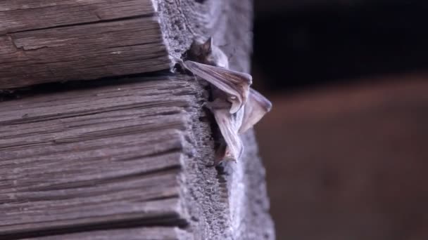 Eine Fledermaus Der Natur — Stockvideo